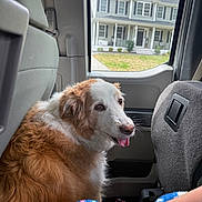 Bella joined the competition — help win amazing prizes! dog, car_interior, window, house, suburban, fur, pet, tongue_out, seat, blanket, human_arm, daylight, outdoor_view, vehicle, companion, domestic_animal, relaxing, curious, brown_and_white, cozy