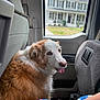 dog, car_interior, window, house, suburban, fur, pet, tongue_out, seat, blanket, human_arm, daylight, outdoor_view, vehicle, companion, domestic_animal, relaxing, curious, brown_and_white, cozy