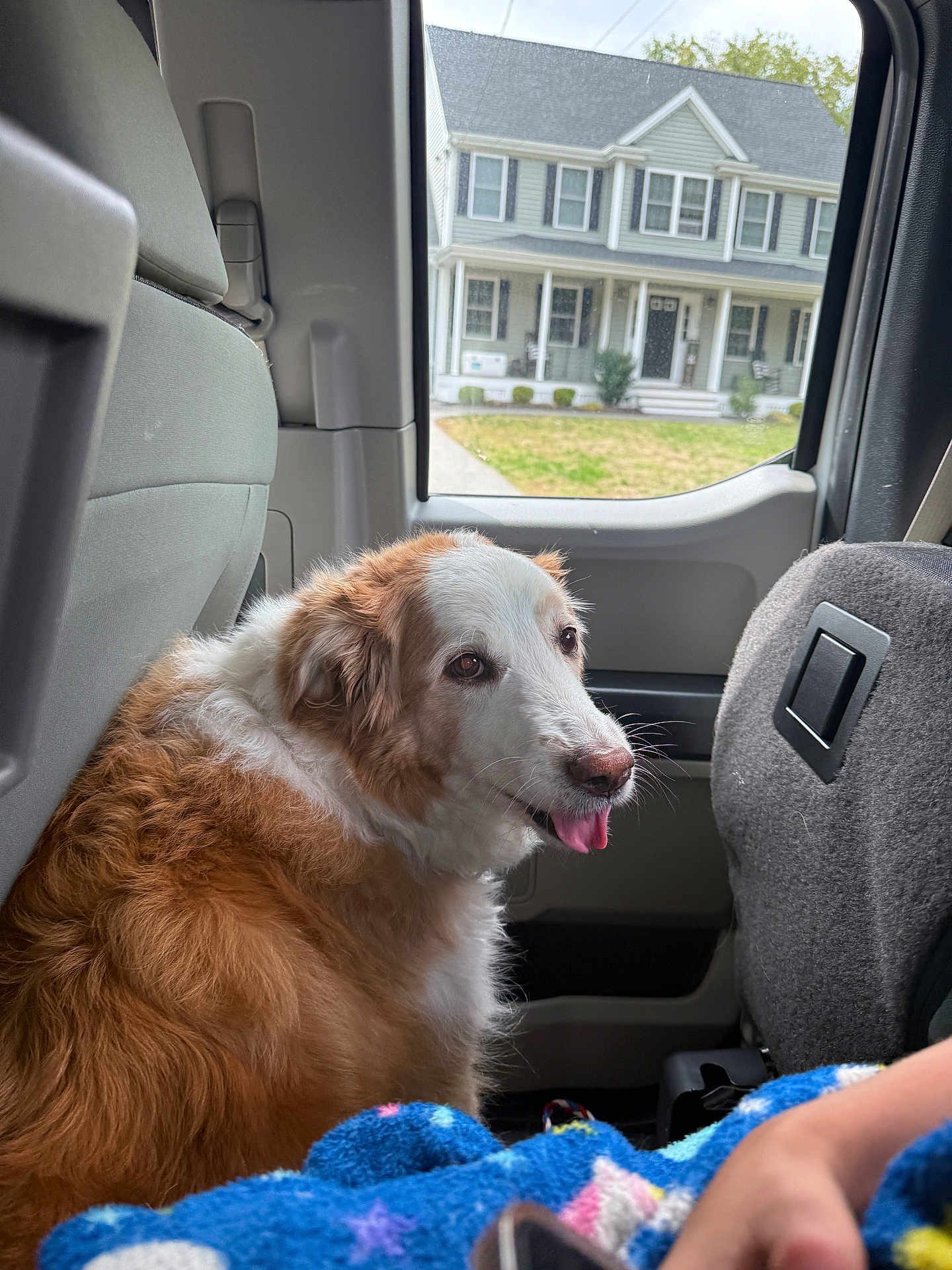 Bella joined the competition — help win amazing prizes! dog, car_interior, window, house, suburban, fur, pet, tongue_out, seat, blanket, human_arm, daylight, outdoor_view, vehicle, companion, domestic_animal, relaxing, curious, brown_and_white, cozy