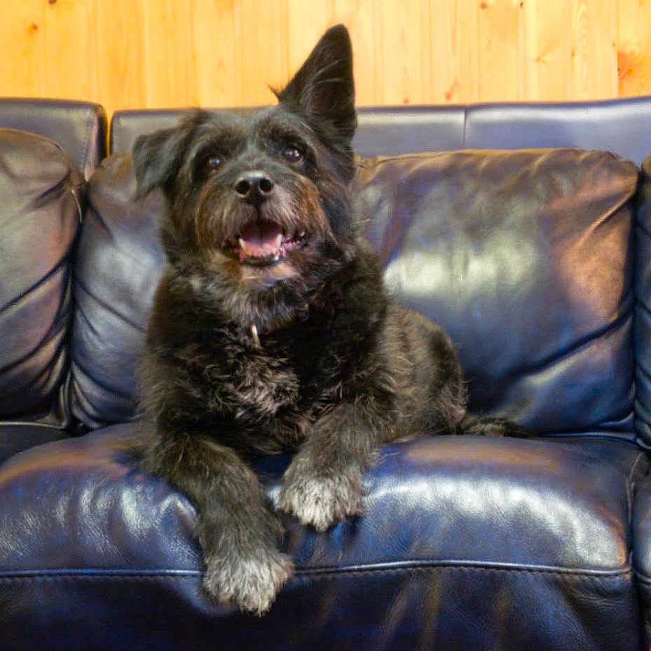 Buster is registered to the contest to win money with this photo: animal, architecture, ball, building, canine, clothing, couch, cushion, dog, furniture, homedecor, indoors, interiordesign, jeans, livingroom, pants, pet, plant, puppy, room