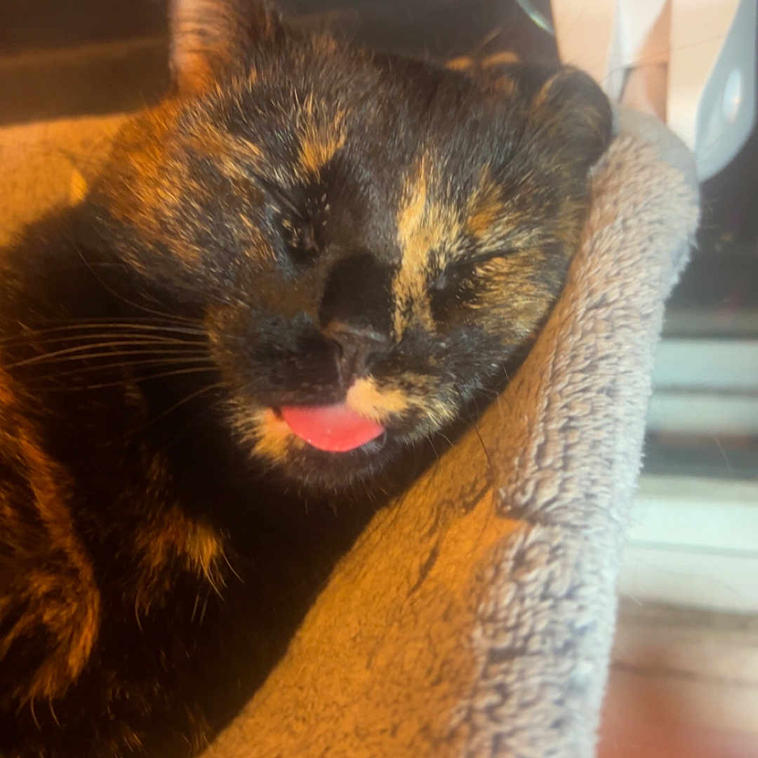 Butter is registered to the contest to win money with this photo: cat, tortoiseshell, sleeping, tongue_out, cozy, pet_bed, window, indoor, feline, resting, cute, whiskers, fur, animal, domestic, relaxed, closeup, soft_texture, warm_light, comfortable