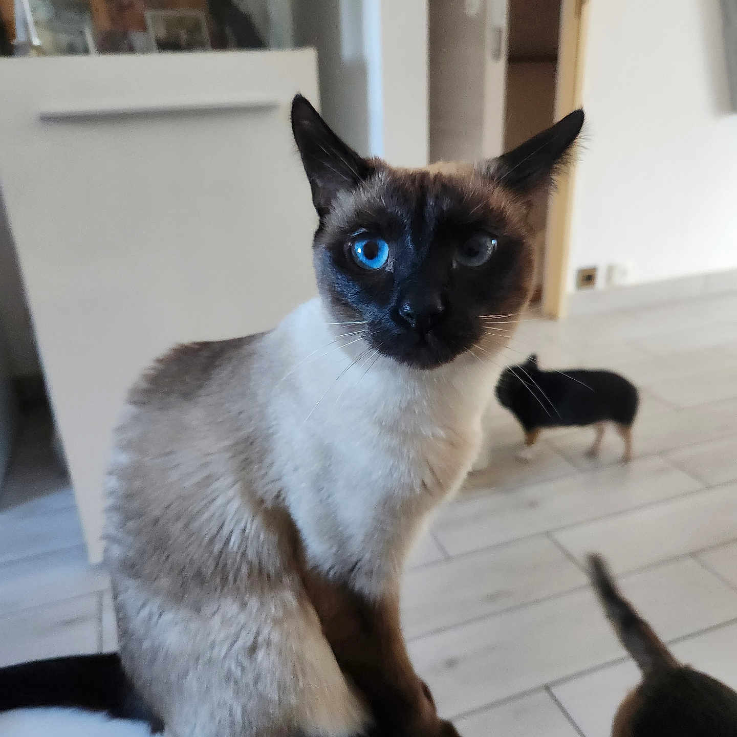 Chipie a rejoint le concours — aidez-le/la à gagner de superbes lots ! animal, cat, kitten, manx, pet, siamese, wood