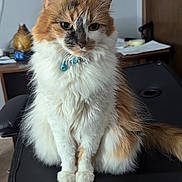 Pixel is registered to the contest to win money with this photo: animal, bell, cat, chair, closeup, collar, cute, domestic_cat, face, fluffy, fur, furniture, indoor, mammal, orange_and_white, pet, portrait, sitting, tail, whiskers