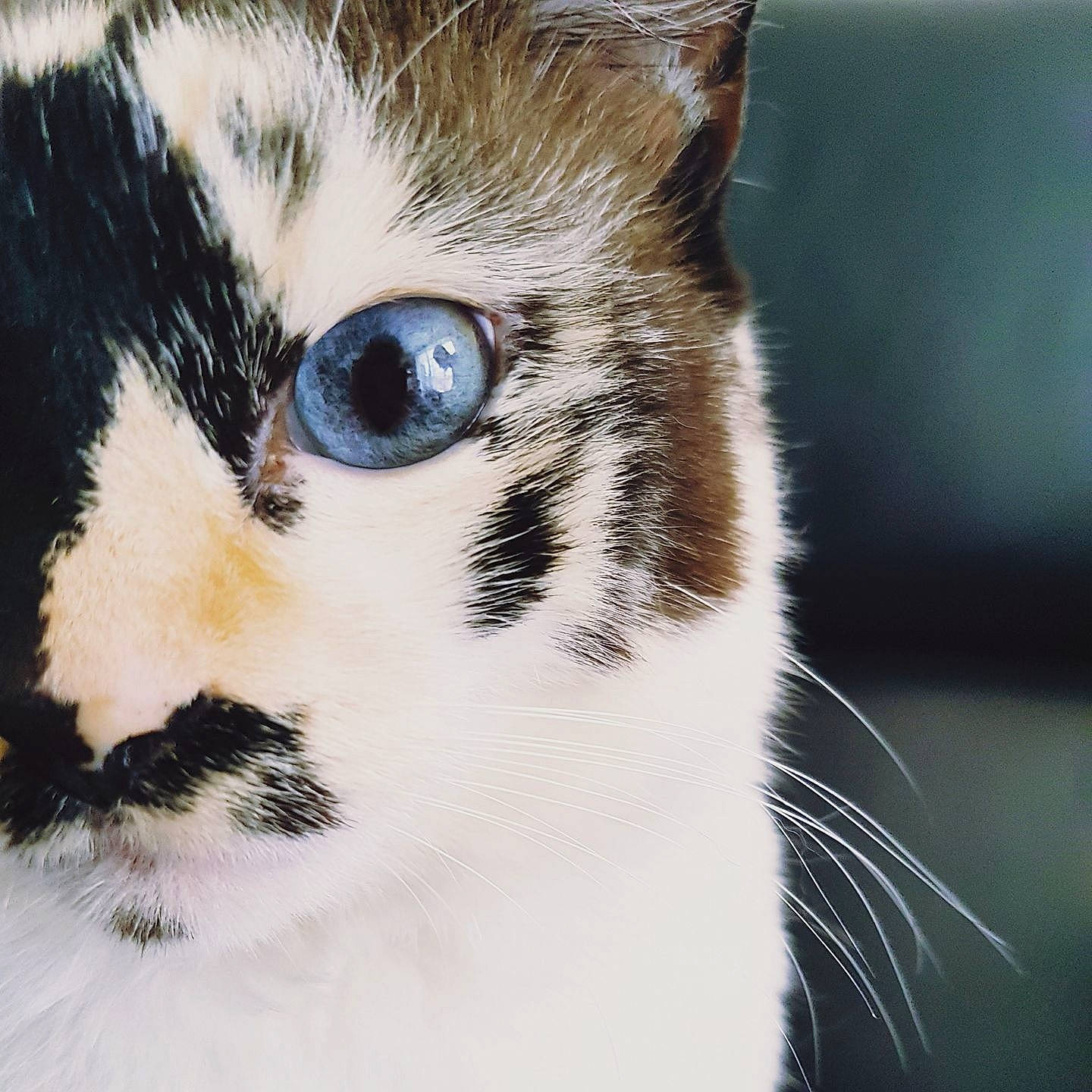 Pearl a rejoint le concours — aidez-le/la à gagner de superbes lots ! aegean_cat, american_wirehair, cat, cat_like_mammal, close_up, domestic_short_haired_cat, european_shorthair, eye, fauna, fur, iris, kitten, nose, organ, small_to_medium_sized_cats, snout, whiskers