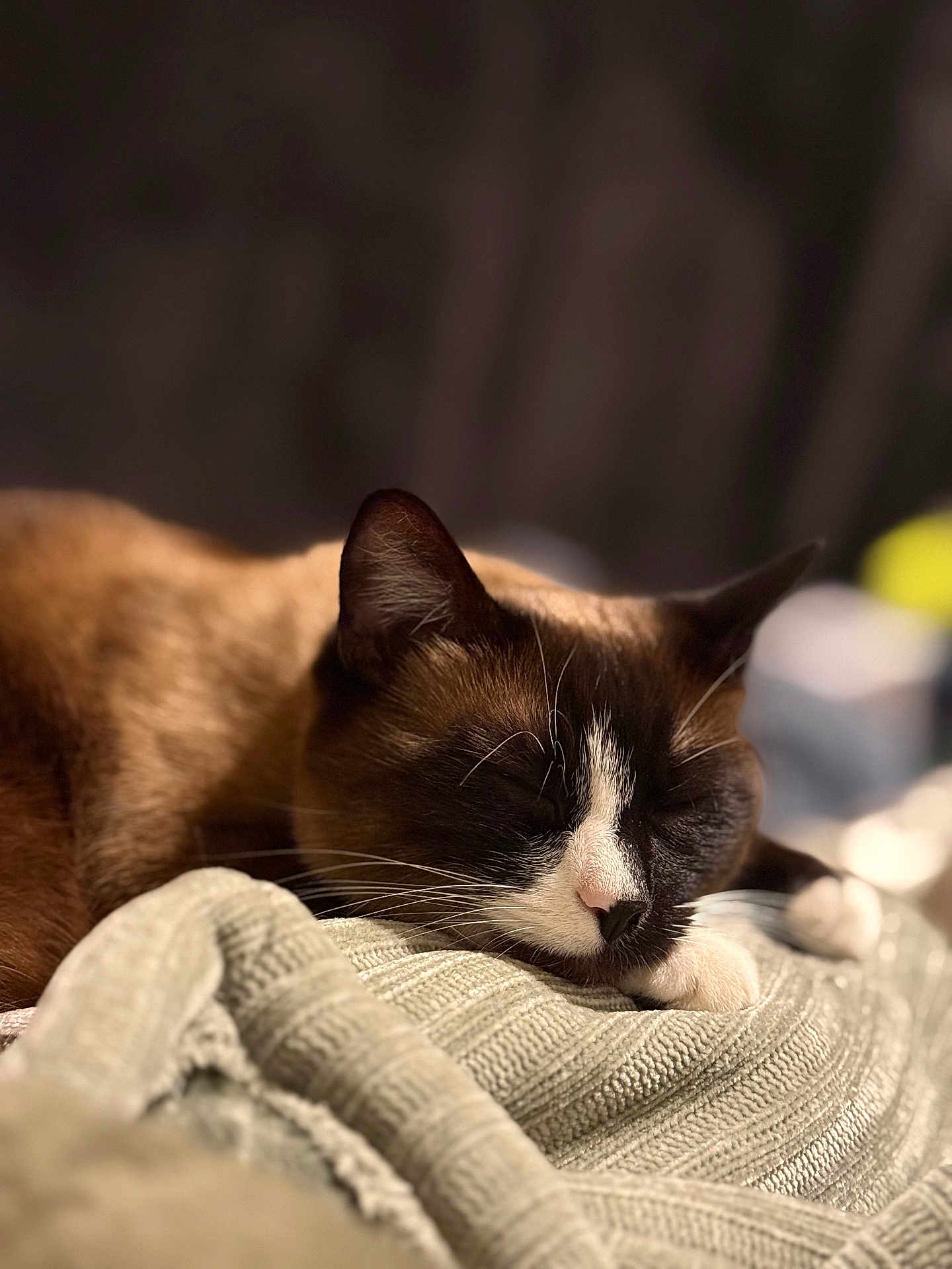Mocha is registered to the contest to win money with this photo: cat, sleeping, closeup, brown_fur, white_paws, knitted_blanket, cozy, indoor, pet, relaxed, face, whiskers, soft_light, blurred_background, resting, animal, cute, domestic_cat, feline, peaceful