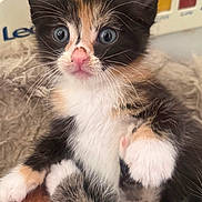 Jasmin joined the competition — help win amazing prizes! kitten, calico, cat, fur, whiskers, pink_nose, wide_eyes, cute, pet, animal, indoor, closeup, fluffy, young, mammal, portrait, paw, feline, curious, soft