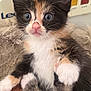 animal, calico, cat, closeup, curious, cute, feline, fluffy, fur, indoor, kitten, mammal, paw, pet, pink_nose, portrait, soft, whiskers, wide_eyes, young