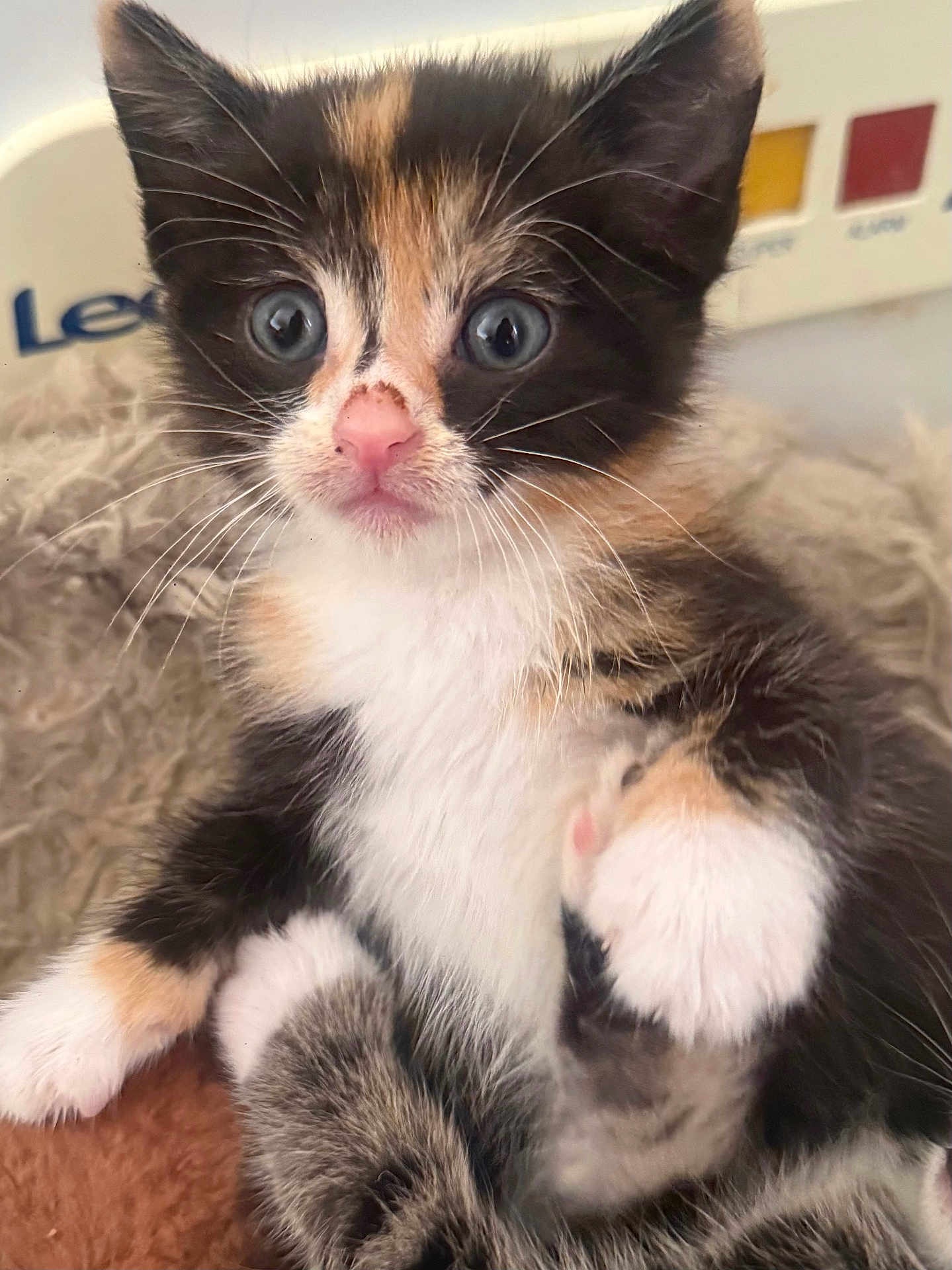Jasmin joined the competition — help win amazing prizes! kitten, calico, cat, fur, whiskers, pink_nose, wide_eyes, cute, pet, animal, indoor, closeup, fluffy, young, mammal, portrait, paw, feline, curious, soft