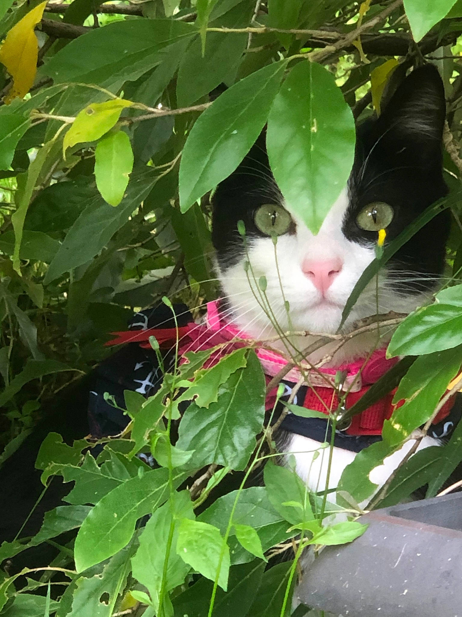 Shiva is registered to the contest to win money with this photo: black_hair, botany, carnivore, cat, eye, fawn, felidae, flower, grass, green, herb, jungle, leaf, organism, plant, small_to_medium_sized_cats, whiskers