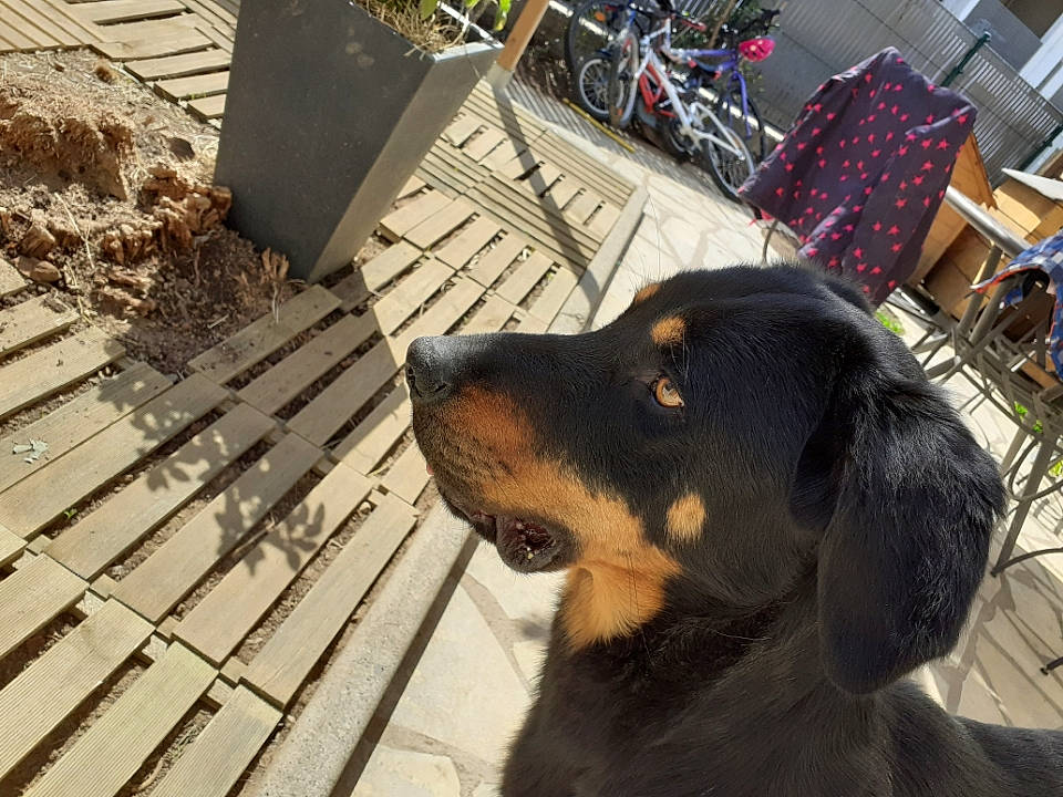 Chica participe au concours pour gagner de l'argent avec cette photo : austrian_black_and_tan_hound, beauceron, canidae, carnivore, dog, dog_breed, huntaway, hunting_dog, snout, transylvanian_hound, working_dog