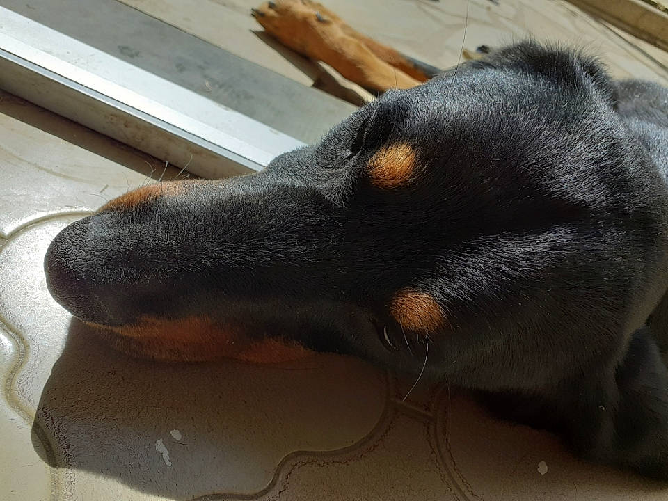 Chica a rejoint le concours — aidez-le/la à gagner de superbes lots ! austrian_black_and_tan_hound, beauceron, canidae, carnivore, dachshund, dobermann, dog, dog_breed, german_pinscher, guard_dog, huntaway, jagdterrier, manchester_terrier, miniature_pinscher, nose, pinscher, prazsky_krysarik, smaland_hound, snout, toy_manchester_terrier