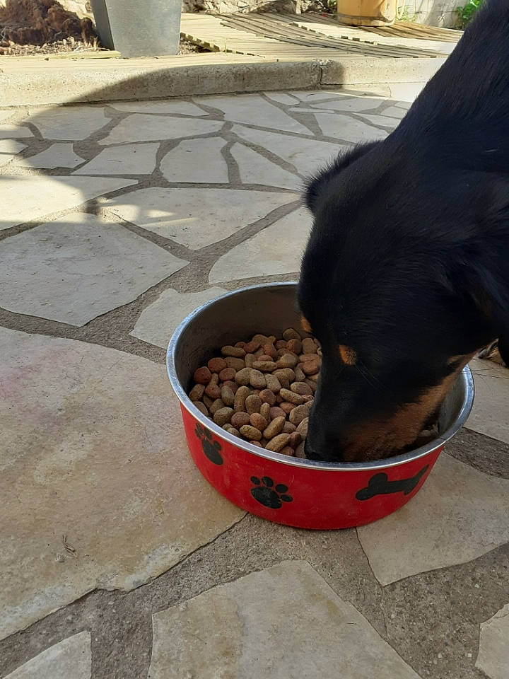 Chica a rejoint le concours — aidez-le/la à gagner de superbes lots ! canidae, carnivore, dobermann, dog, dog_breed, fawn, guard_dog, rottweiler, sporting_group, working_dog