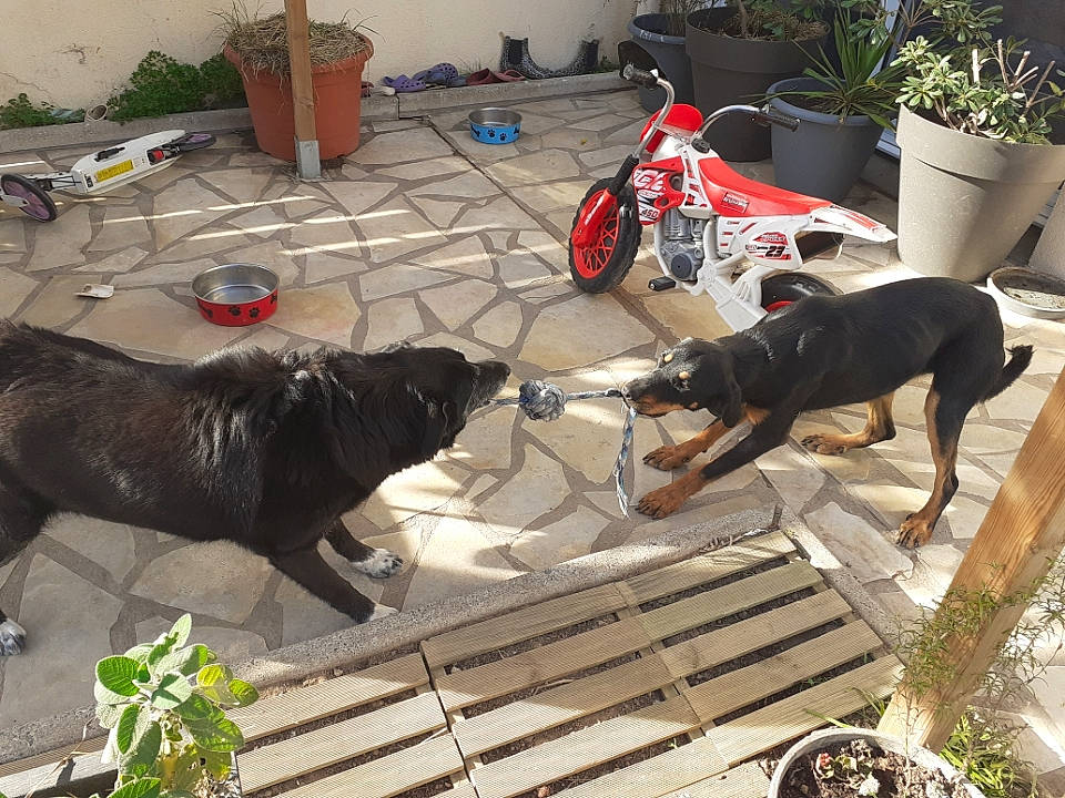 Chica a rejoint le concours — aidez-le/la à gagner de superbes lots ! canidae, carnivore, dog, dog_breed, great_dane, guard_dog, hunting_dog, non_sporting_group, sporting_group