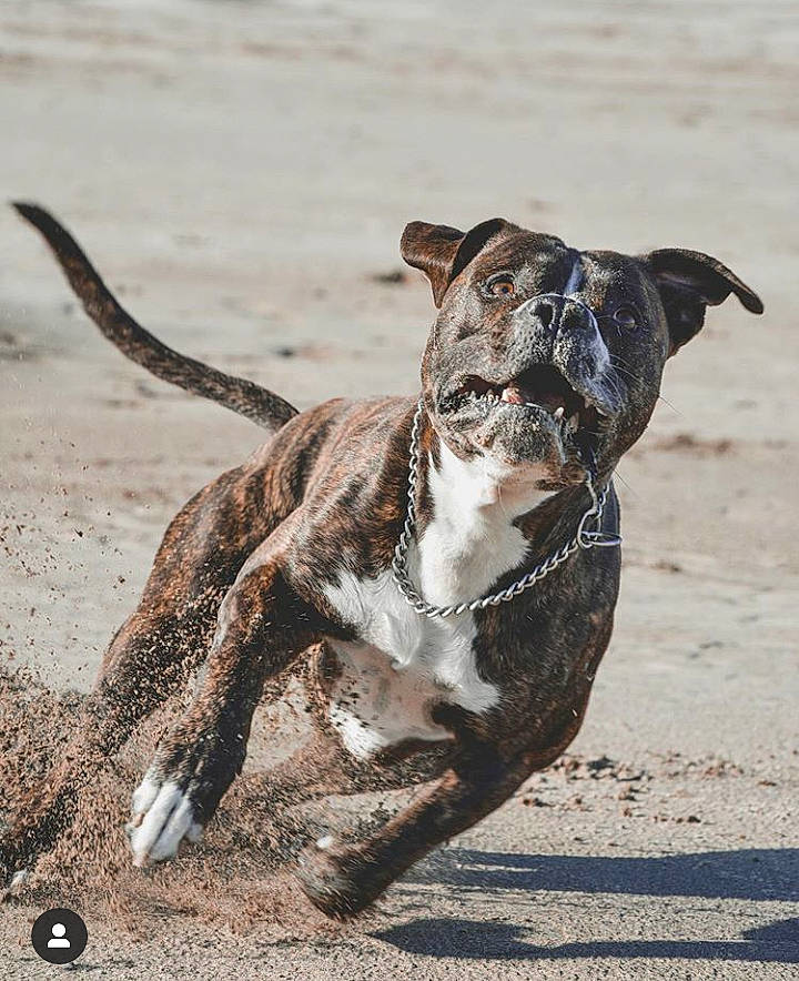 Simba a rejoint le concours — aidez-le/la à gagner de superbes lots ! alaunt, american_pit_bull_terrier, american_staffordshire_terrier, canidae, carnivore, catahoula_bulldog, dog, dog_breed, galgo_espanol, leash, louisiana_catahoula_leopard_dog, mammal, non_sporting_group, perro_de_presa_canario, pit_bull, rare_breed_dog, sporting_group, staffordshire_bull_terrier, vertebrate