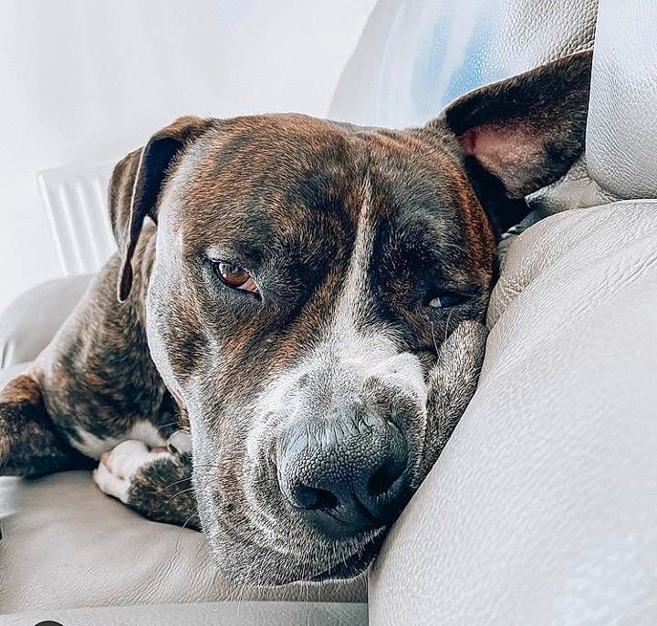 Simba a rejoint le concours — aidez-le/la à gagner de superbes lots ! american_bulldog, american_pit_bull_terrier, american_staffordshire_terrier, boxer, canidae, carnivore, dog, dog_breed, ear, eye, fawn, mammal, non_sporting_group, nose, puppy, rare_breed_dog, snout, sporting_group, vertebrate, whiskers