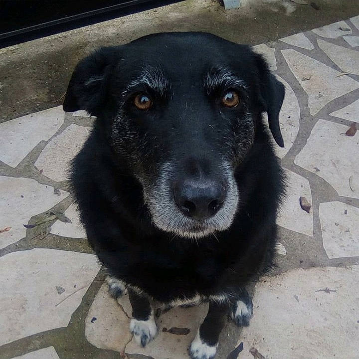 Garzelle a rejoint le concours — aidez-le/la à gagner de superbes lots ! beagador, borador, canidae, carnivore, dog, dog_breed, eye, labrador_retriever, mammal, nose, patterdale_terrier, potcake_dog, rare_breed_dog, snout, sporting_group, street_dog, vertebrate, whiskers