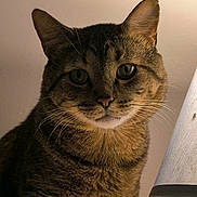 Arty is registered to the contest to win money with this photo: cat, tabby_cat, close_up, indoor, lamp, pet, feline, whiskers, ears, fur, curious, animal, portrait, side_lighting, domestic_cat, mammal, cute, looking_at_camera, household, companion