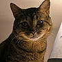 cat, tabby_cat, close_up, indoor, lamp, pet, feline, whiskers, ears, fur, curious, animal, portrait, side_lighting, domestic_cat, mammal, cute, looking_at_camera, household, companion