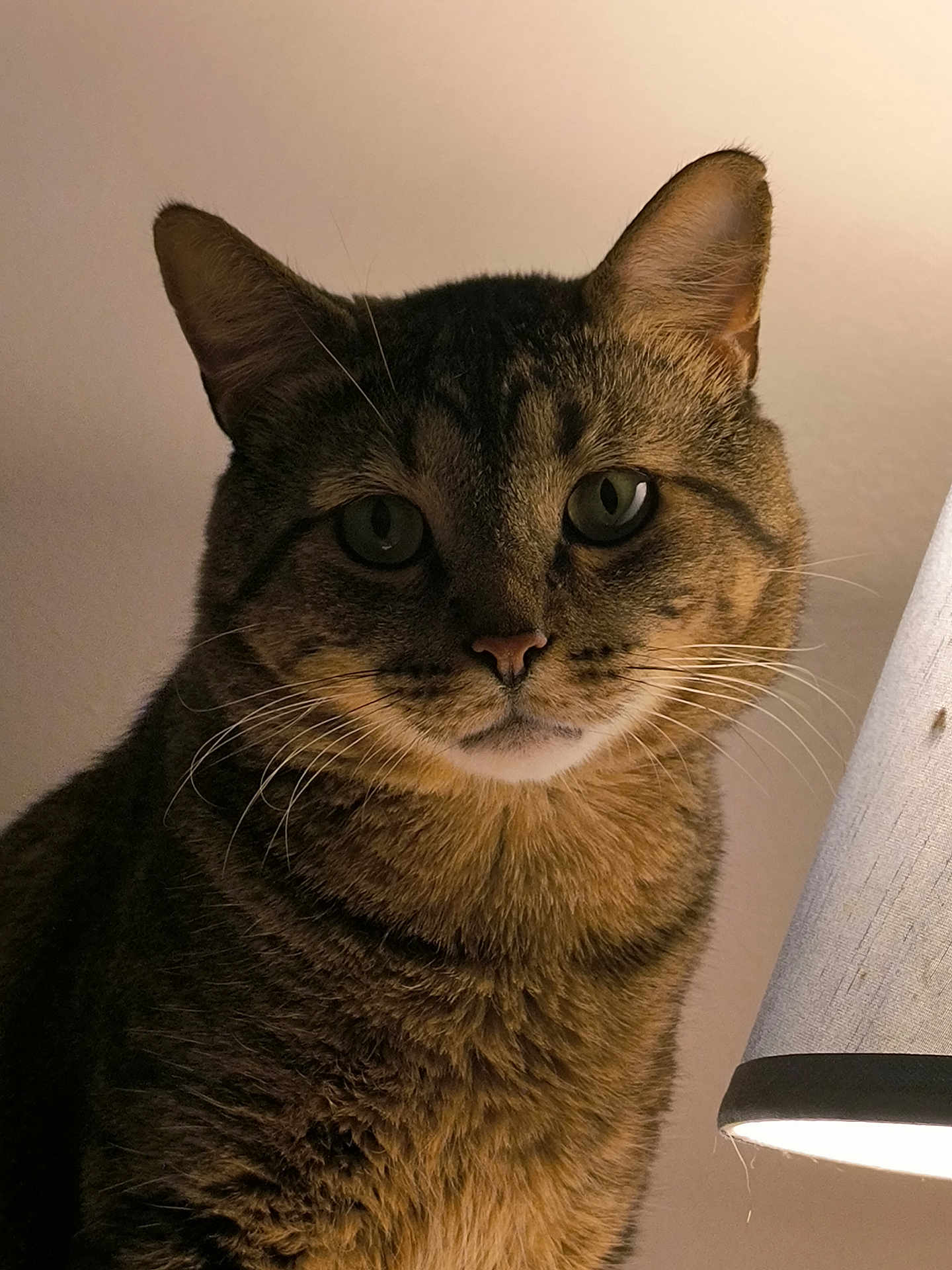 Arty is registered to the contest to win money with this photo: cat, tabby_cat, close_up, indoor, lamp, pet, feline, whiskers, ears, fur, curious, animal, portrait, side_lighting, domestic_cat, mammal, cute, looking_at_camera, household, companion