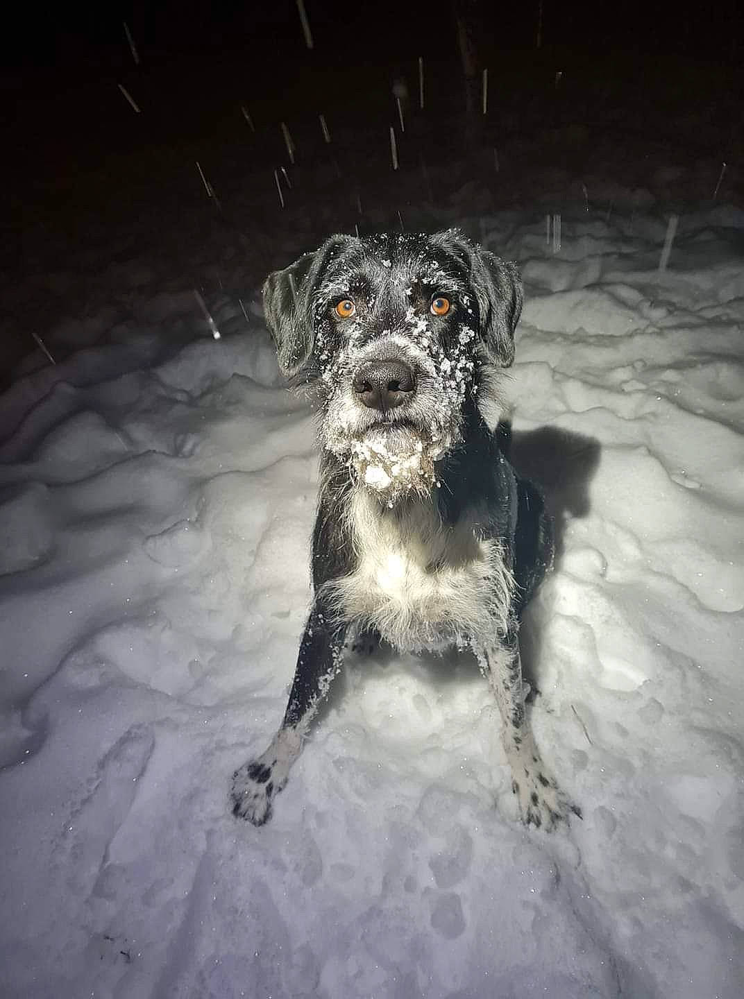 Tyrion a rejoint le concours — aidez-le/la à gagner de superbes lots ! canidae, carnivore, cloud, companion_dog, darkness, dog, dog_breed, flash_photography, freezing, fur, schnauzer, snout, snow, sporting_group, tail, terrier, toy_dog, tree, whiskers, winter
