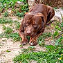 animal, brown_dog, canine, chewing, closeup, dirt, dog, ears, grass, greenery, ground, leaf, nature, outdoor, paw, pet, plant, resting, snout, stone_wall