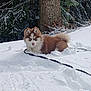 Alpha a rejoint le concours — aidez-le/la à gagner de superbes lots ! cold, cute, dog, eyes, fluffy, forest, fur, husky_puppy, landscape, leash, muzzle, nature, outdoors, paws, puppy, sitting, snow, tree_trunk, upright_ears, winter