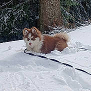 Alpha participe au concours pour gagner de l'argent avec cette photo : canine, cute, dog, ears, fluffy, footprints, forest, fur, ground, leash, nose, outdoor, pine_tree, playful, portrait, puppy, sitting, snow, tree, winter
