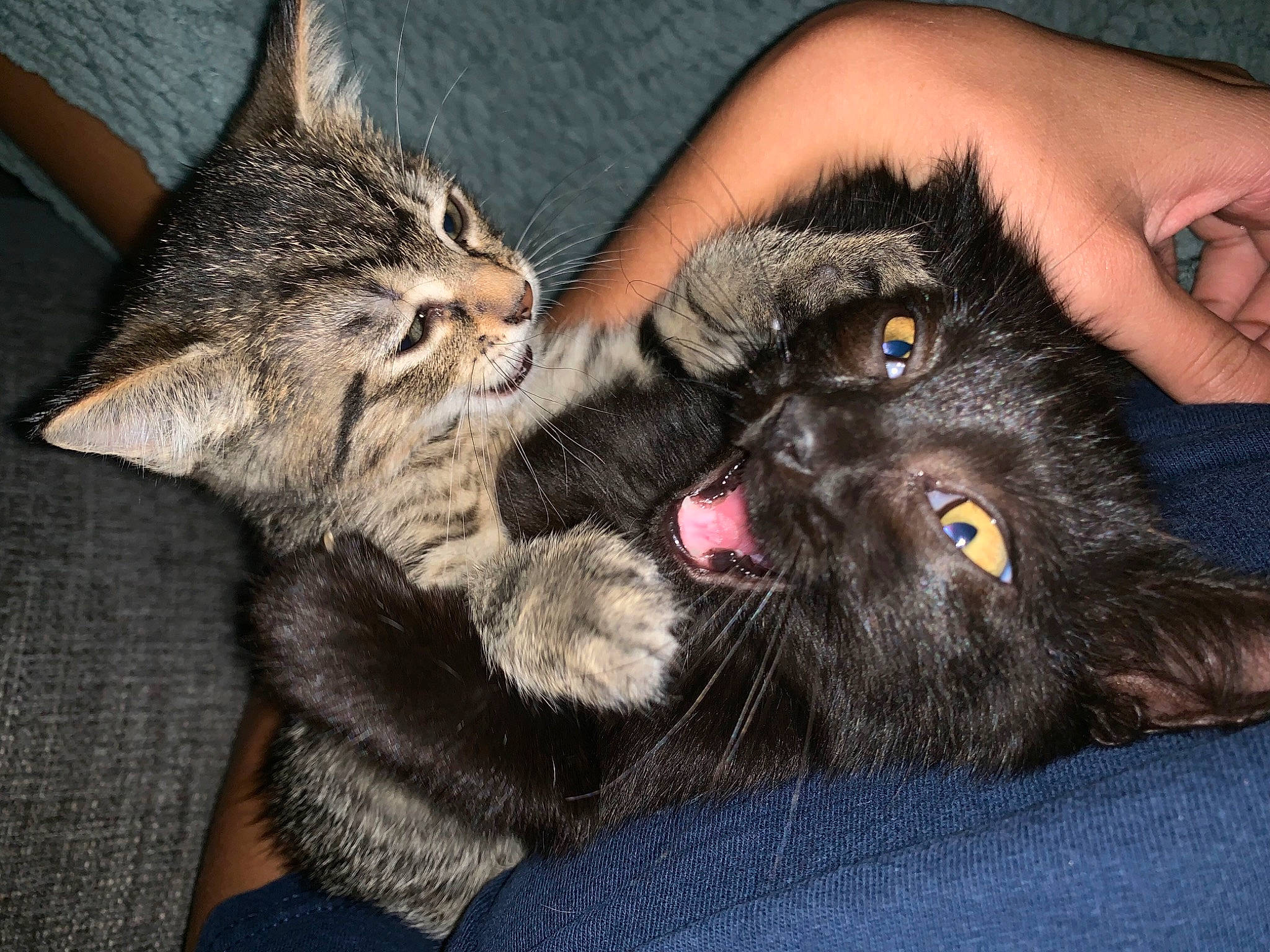 Laela is registered to the contest to win money with this photo: carnivore, cat, claw, comfort, domestic_short_haired_cat, ear, fawn, felidae, finger, foot, fur, gesture, human_leg, lap, nail, paw, small_to_medium_sized_cats, snout, tail, whiskers