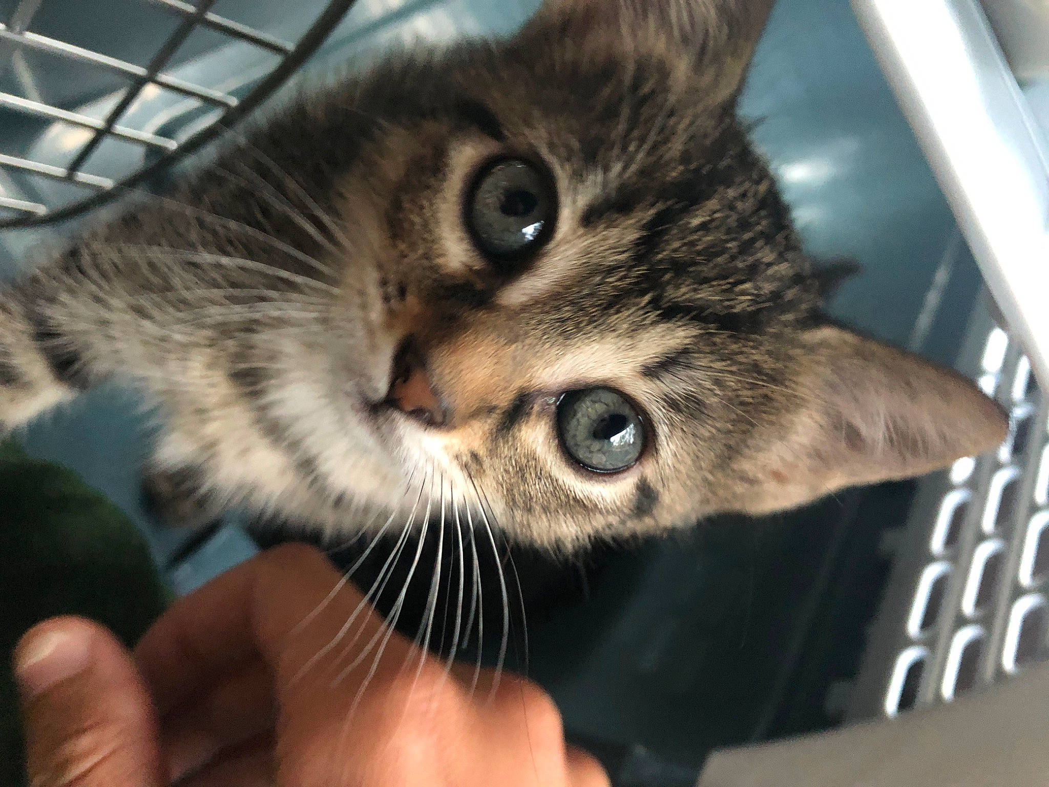 Laela joined the competition — help win amazing prizes! animal_shelter, carnivore, cat, claw, comfort, domestic_short_haired_cat, ear, felidae, fur, nail, paw, small_to_medium_sized_cats, snout, terrestrial_animal, whiskers, wildlife