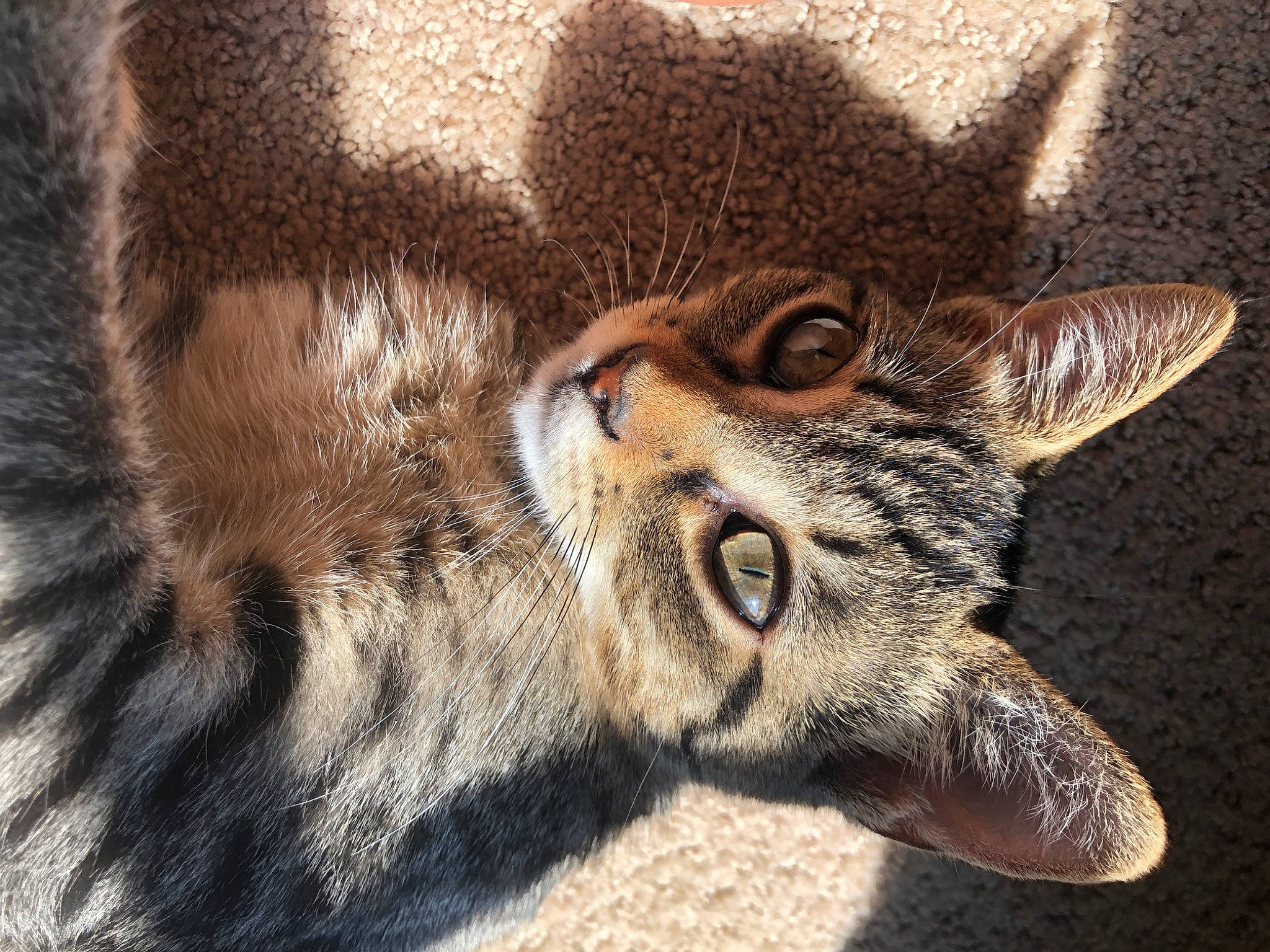 Laela joined the competition — help win amazing prizes! art, canidae, carnivore, cat, claw, close_up, domestic_short_haired_cat, eye, fawn, felidae, fur, head, human_body, lynx, paw, small_to_medium_sized_cats, tail, terrestrial_animal, whiskers, wrinkle