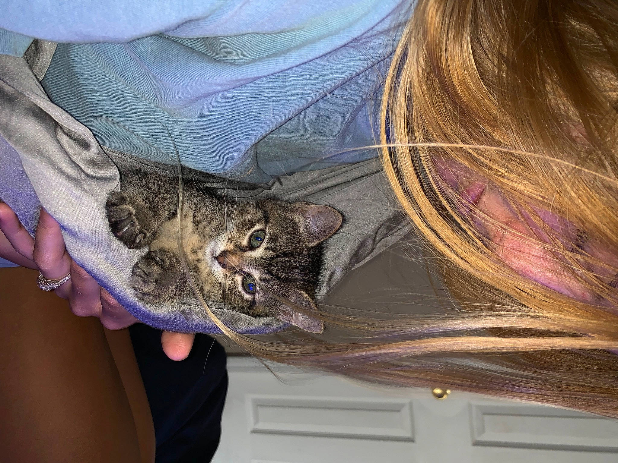 Laela is registered to the contest to win money with this photo: brown_hair, carnivore, cat, claw, comfort, domestic_short_haired_cat, ear, eyewear, fawn, felidae, fur, hair_coloring, hand, liver, long_hair, sleeve, small_to_medium_sized_cats, tail, textile, whiskers