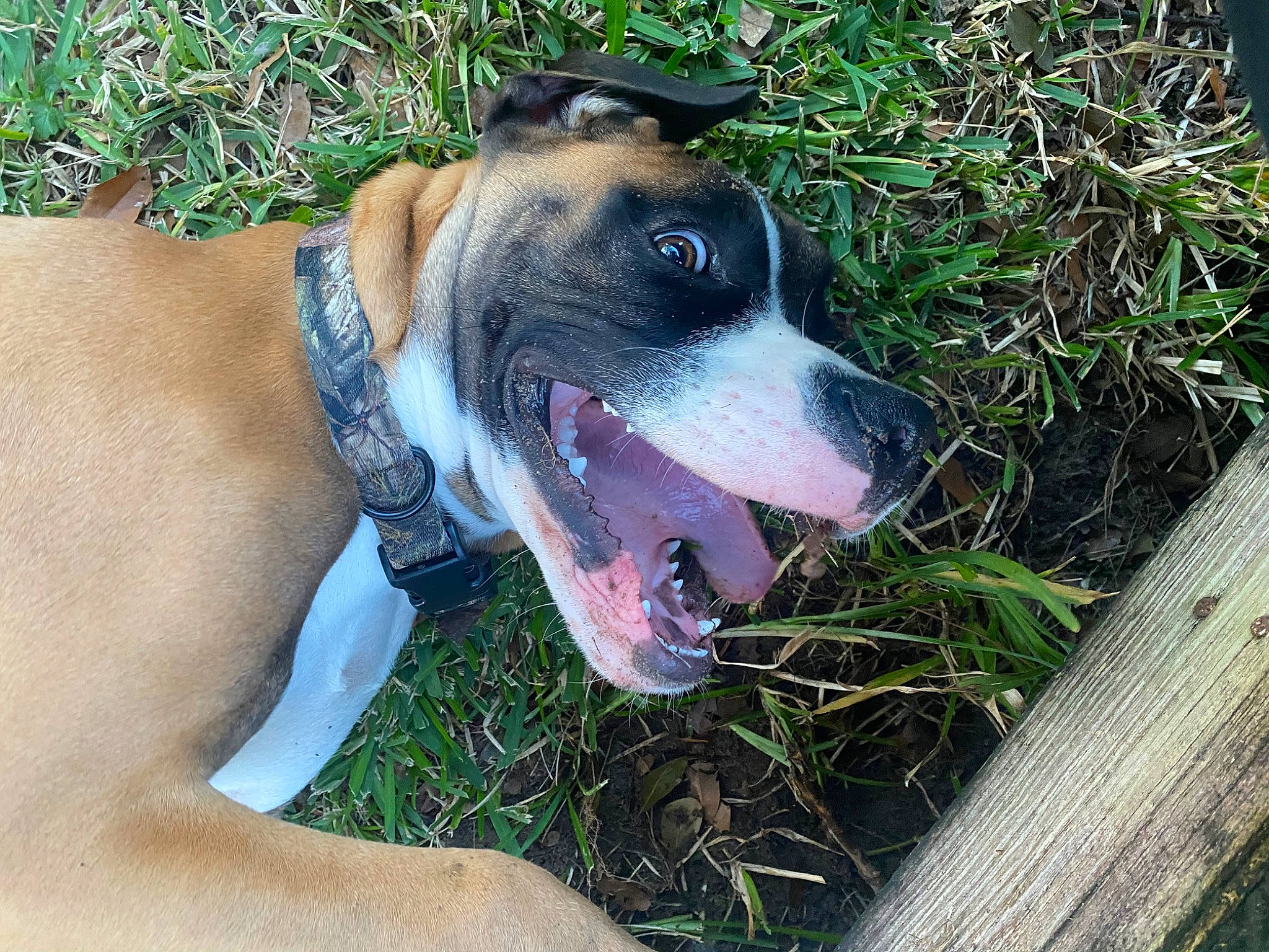 Coal is registered to the contest to win money with this photo: canidae, carnivore, collar, companion_dog, dog, dog_breed, dog_collar, dog_supply, fawn, fence, grass, hunting_dog, non_sporting_group, plant, snout, sporting_group, terrestrial_animal, whiskers, working_animal, working_dog