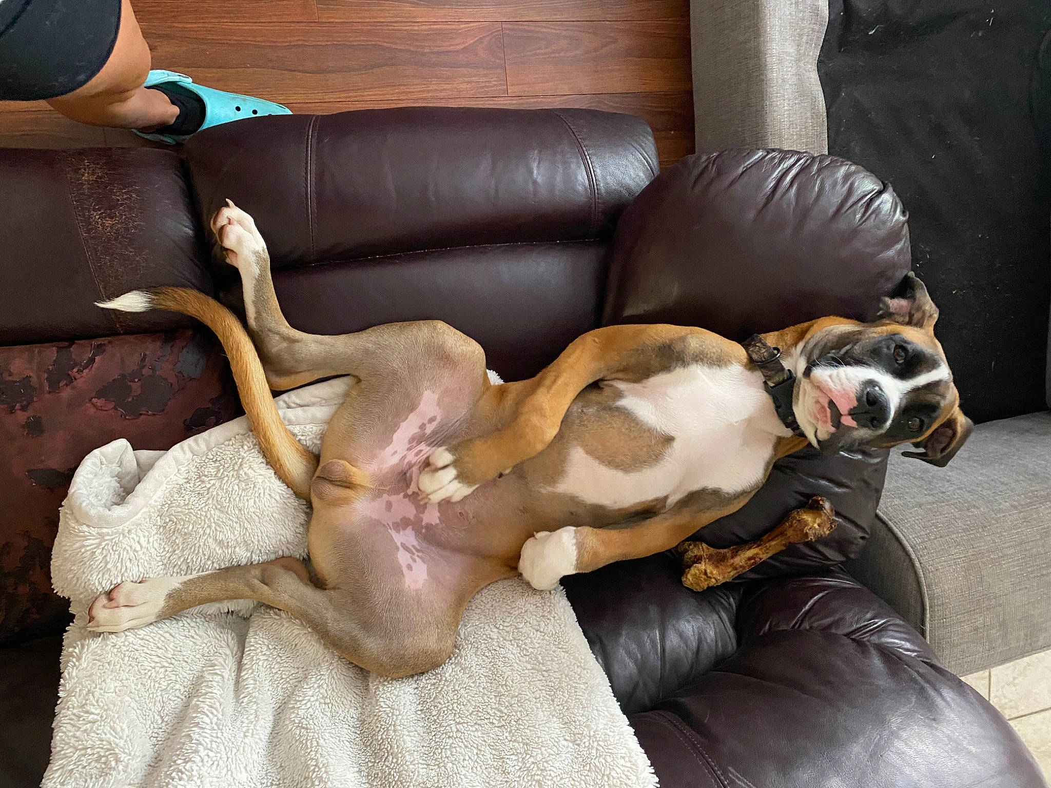 Coal joined the competition — help win amazing prizes! armrest, canidae, carnivore, chair, comfort, companion_dog, couch, dog, dog_breed, dog_collar, fawn, fur, living_room, room, sleeper_chair, slipcover, sporting_group, studio_couch, tail, working_animal