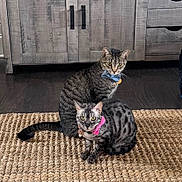 Whiskey And Envy joined the competition — help win amazing prizes! animal, blue_bow, bow_tie, cat, cats, curious, cute, domestic_cat, feline, floor, indoor, pets, pink_bow, portrait, rug, spotted, striped, two_cats, wooden_cabinet, woven_rug