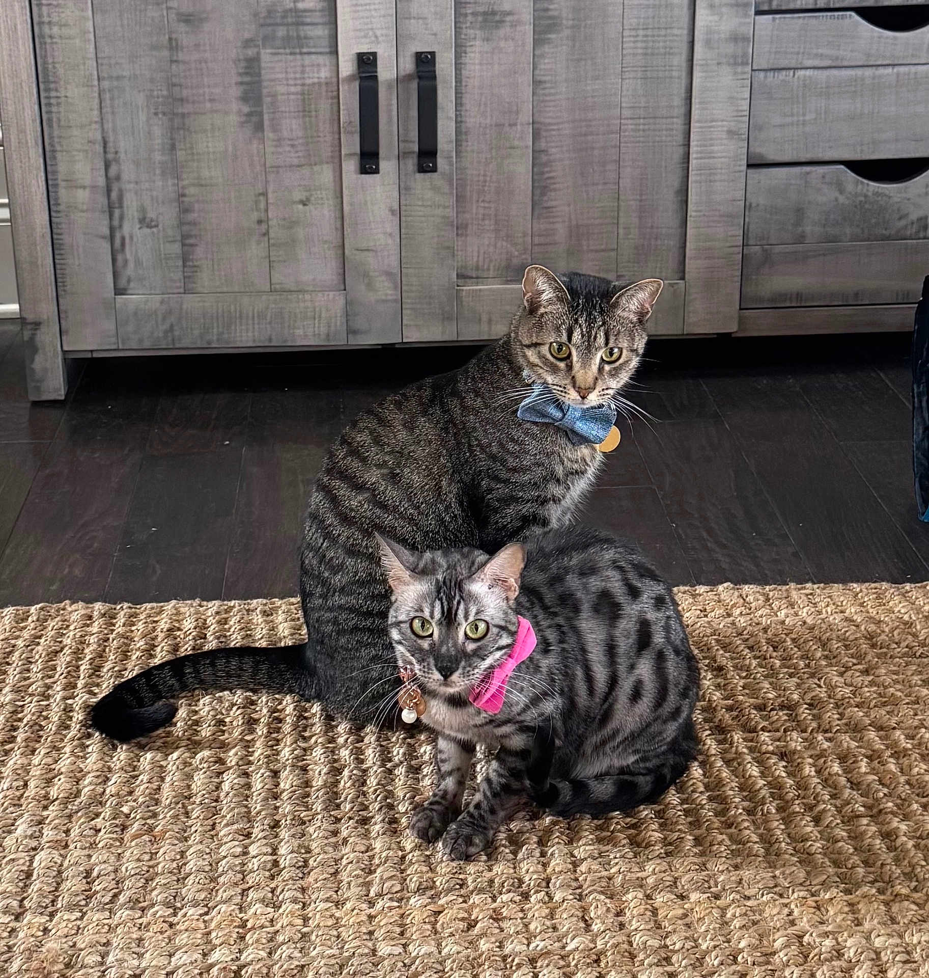 Whiskey And Envy joined the competition — help win amazing prizes! animal, blue_bow, bow_tie, cat, cats, curious, cute, domestic_cat, feline, floor, indoor, pets, pink_bow, portrait, rug, spotted, striped, two_cats, wooden_cabinet, woven_rug