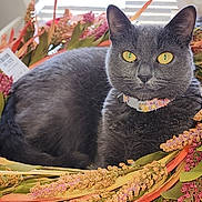 Cinderella joined the competition — help win amazing prizes! cat, gray_cat, yellow_eyes, flower_collar, dried_flowers, leaves, indoor, pet, animal, relaxing, closeup, feline, portrait, nature, decor, soft_fur, bright_background, colorful, still_life, cute