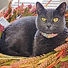 cat, gray_cat, yellow_eyes, flower_collar, dried_flowers, leaves, indoor, pet, animal, relaxing, closeup, feline, portrait, nature, decor, soft_fur, bright_background, colorful, still_life, cute