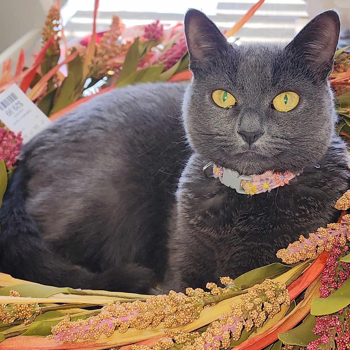 Cinderella joined the competition — help win amazing prizes! cat, gray_cat, yellow_eyes, flower_collar, dried_flowers, leaves, indoor, pet, animal, relaxing, closeup, feline, portrait, nature, decor, soft_fur, bright_background, colorful, still_life, cute