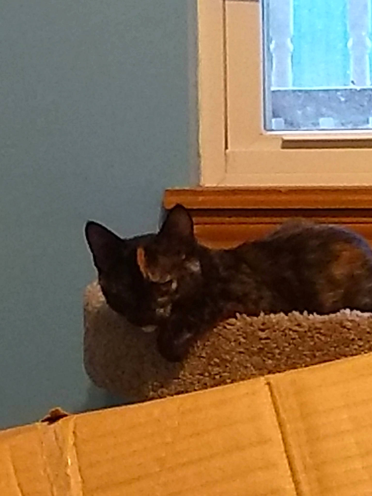 Chicken Nugget joined the competition — help win amazing prizes! asian, black_cat, burmese, carnivore, cat, domestic_short_haired_cat, european_shorthair, felidae, german_rex, hardwood, havana_brown, kitten, korat, small_to_medium_sized_cats, tail, whiskers, window, wood