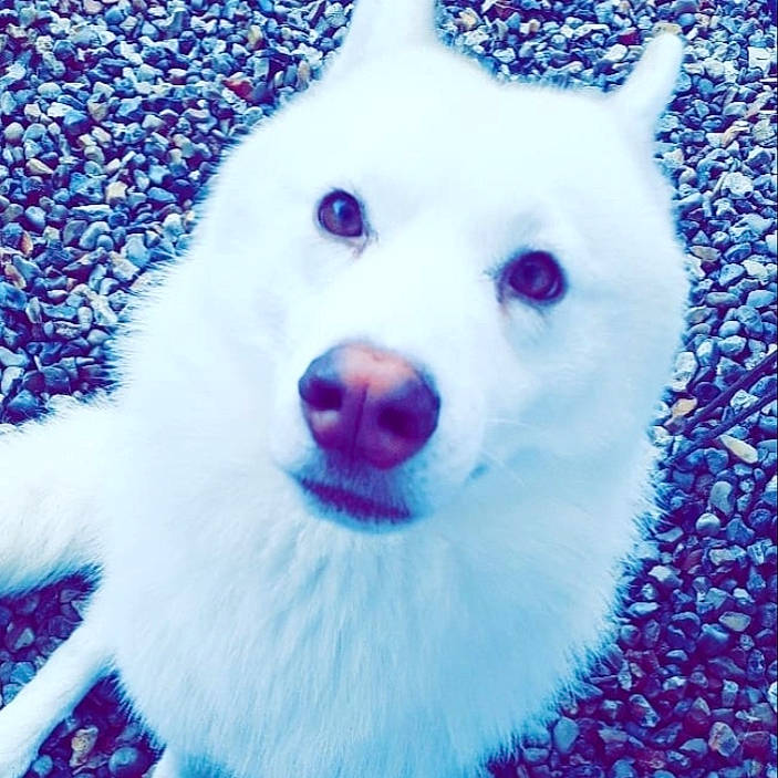 Maïto participe au concours pour gagner de l'argent avec cette photo : art, blue, canidae, carnivore, close_up, companion_dog, dog, dog_breed, electric_blue, eye, fur, happy, iris, meteorological_phenomenon, samoyed, snout, spitz, sporting_group, whiskers, winter