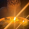Yuumi is registered to the contest to win money with this photo: animal, candle, cat, closeup, curious, dark, eyes, face, feline, flame, focus, glow, indoor, light, mystical, orange, pet, shadow, soft_light, warm