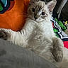 Yuumi is registered to the contest to win money with this photo: animal, blanket, cat, colorful, cozy, curious, cute, domestic, ears, fluffy, fur, indoor, kitten, lying_down, pet, portrait, relaxed, soft, whiskers, young