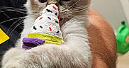 Yuumi joined the competition — help win amazing prizes! arm, background, cat, close_up, cute, domestic_animal, door, ears, floor, furry, holding, ice_cream_toy, indoor, kitten, person, pet, playing, toy, watch, whiskers