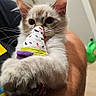arm, background, cat, close_up, cute, domestic_animal, door, ears, floor, furry, holding, ice_cream_toy, indoor, kitten, person, pet, playing, toy, watch, whiskers