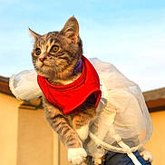 Marshmellow joined the competition — help win amazing prizes! cat, kitten, tutu, red_bib, costume, outdoor, sunlight, golden_hour, house, window, curious, tabby, pet, animal, fur, whiskers, ears, paws, background, sky