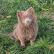 Teddy a rejoint le concours — aidez-le/la à gagner de superbes lots ! adorable, animal, brown, canine, cute, dog, ears, eyes, fluffy, fur, grass, mammal, nature, outdoor, pet, playful, portrait, puppy, sitting, young