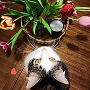 Moon a rejoint le concours — aidez-le/la à gagner de superbes lots ! cat, tulips, flowers, bouquet, wooden_table, indoor, curious, green_leaves, pet, whiskers, yellow_eyes, black_white_fur, vase, cup, heart_shape, close_up, natural_light, plant, tabletop, decor