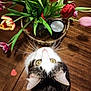 cat, tulips, flowers, bouquet, wooden_table, indoor, curious, green_leaves, pet, whiskers, yellow_eyes, black_white_fur, vase, cup, heart_shape, close_up, natural_light, plant, tabletop, decor