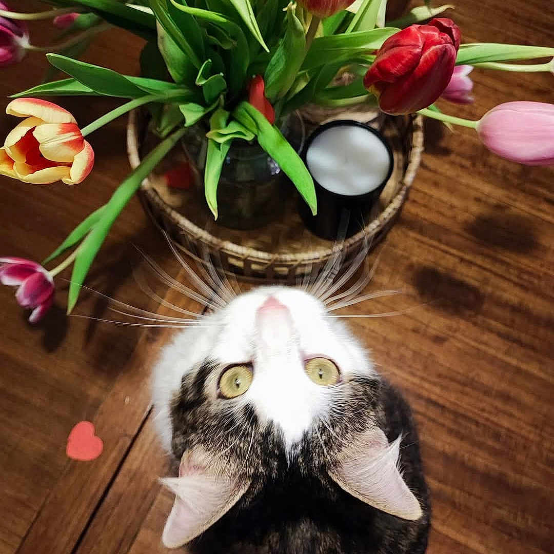 Moon a rejoint le concours — aidez-le/la à gagner de superbes lots ! black_white_fur, bouquet, cat, close_up, cup, curious, decor, flowers, green_leaves, heart_shape, indoor, natural_light, pet, plant, tabletop, tulips, vase, whiskers, wooden_table, yellow_eyes