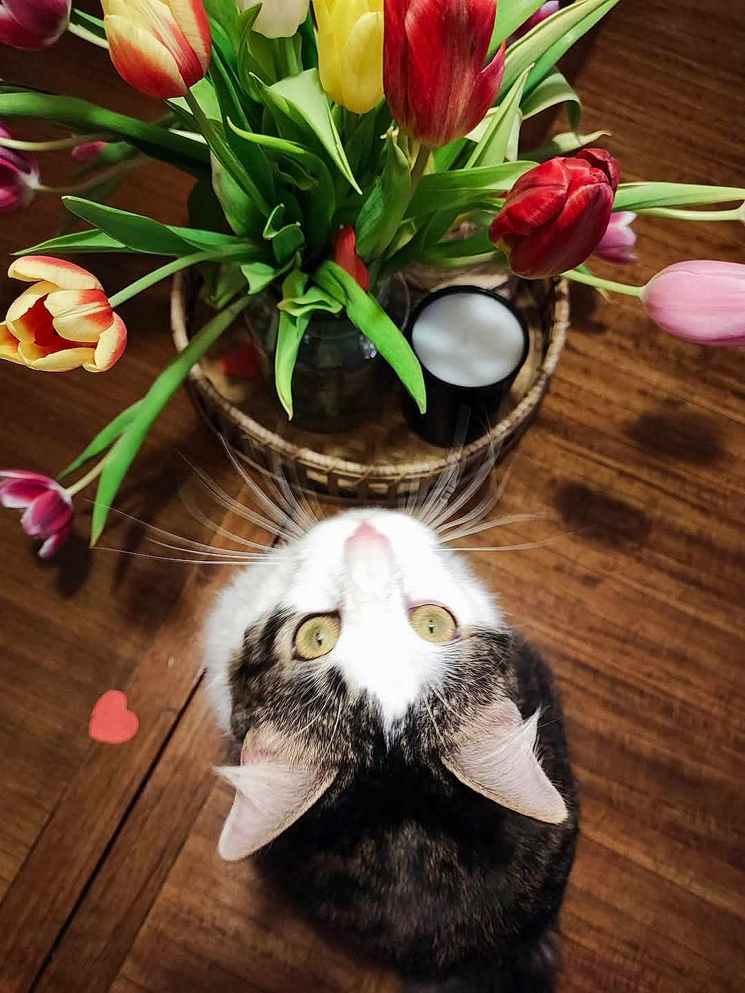 Moon a rejoint le concours — aidez-le/la à gagner de superbes lots ! cat, tulips, flowers, bouquet, wooden_table, indoor, curious, green_leaves, pet, whiskers, yellow_eyes, black_white_fur, vase, cup, heart_shape, close_up, natural_light, plant, tabletop, decor